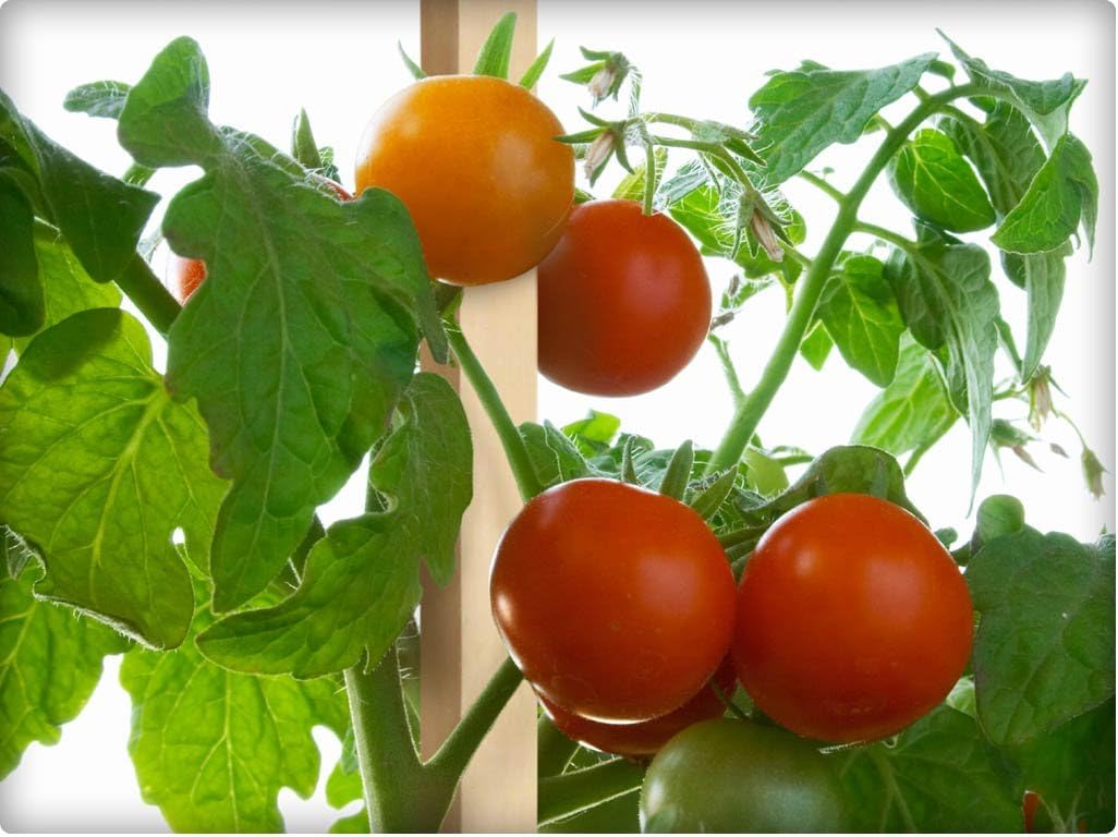 Greenes Fence 4 Ft. Garden and Sign Post Stakes (100 Pack)