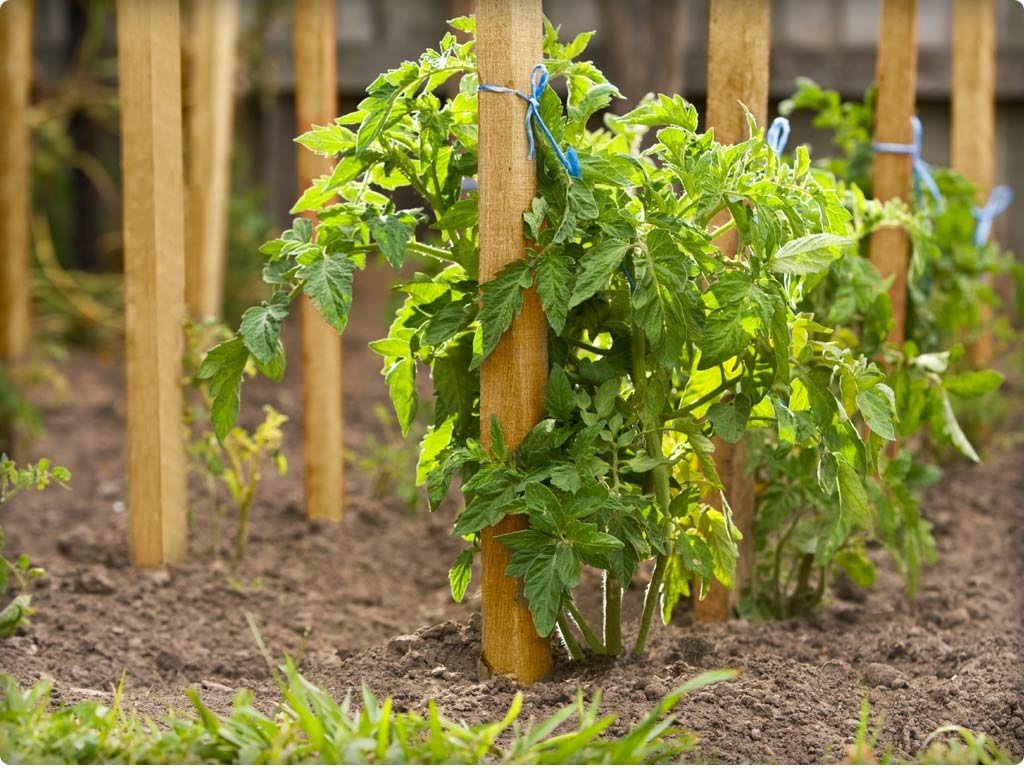 Greenes Fence 4 Ft. Garden and Sign Post Stakes (75 Pack)